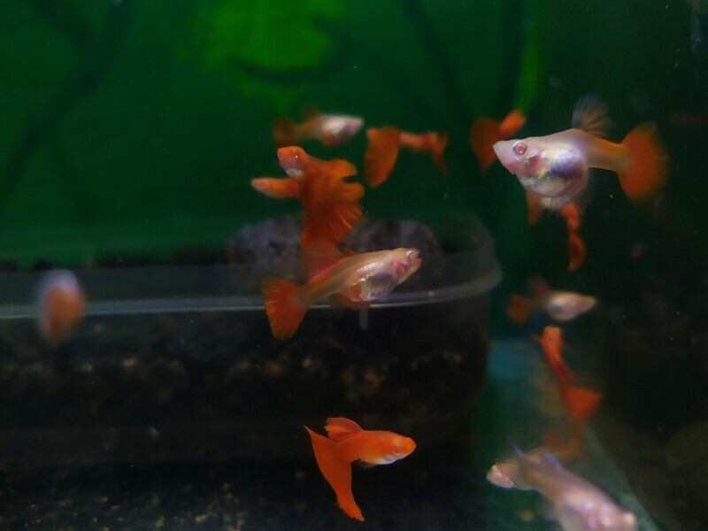 Mini Albino Full Red