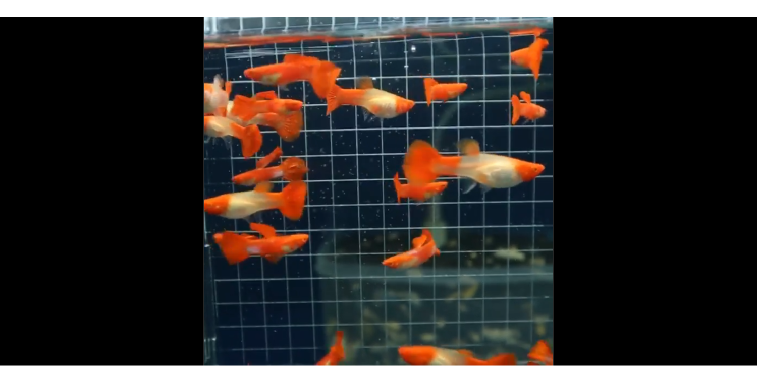 Albino Koi Gen Red Ear