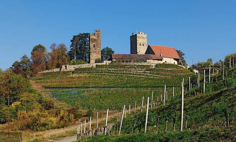 ? Kaiserbox ?- ? In vino veritas ?Württemberg - Rote Reben ? Kaiserbox ?- ? In vino veritas ?Württemberg - Rote Reben