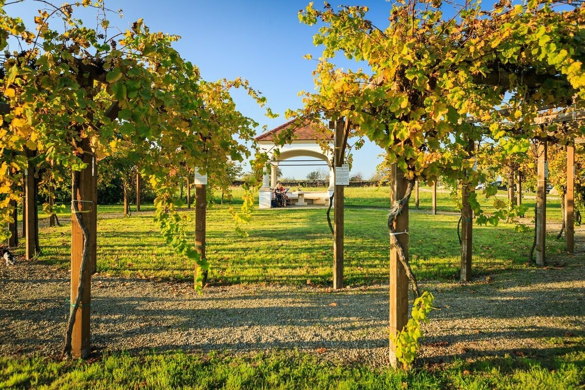 ? Kaiserbox ?- ? In vino veritas ?Burgenland  
 ????