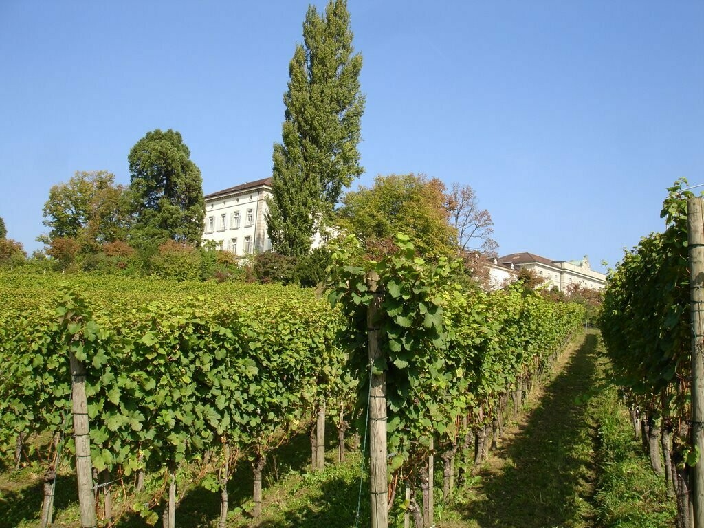 ? Kaiserbox ?- ? In vino veritas ?Astrologische ?Weinberatung ✨