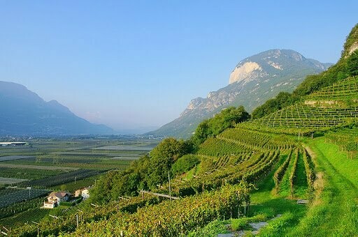 ? Kaiserbox ?- ? In vino veritas ?Etschtal  ????​??​- Rote Reben