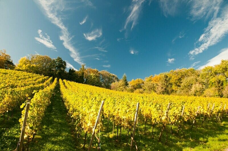 ? Kaiserbox ?- ? In vino veritas ?Nahe