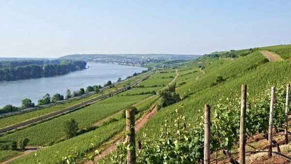 ? Kaiserbox ?- ? In vino veritas ?Rheinhessen - Rote & Weiße Reben ? Kaiserbox ?- ? In vino veritas ?Rheinhessen - Rote & Weiße Reben