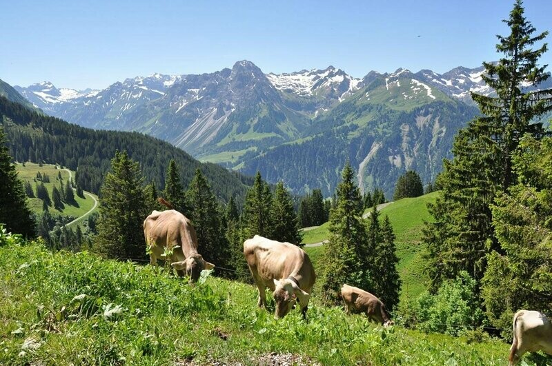 ? Kaiserbox ?- KäseStrasse ?⛰Bregenzerwald