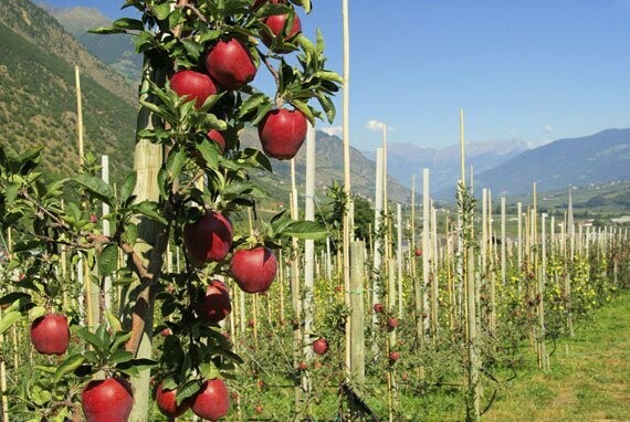 ? Kaiserbox ?-  Berg ⛰️?Apfelsaft (Pfandfrei)