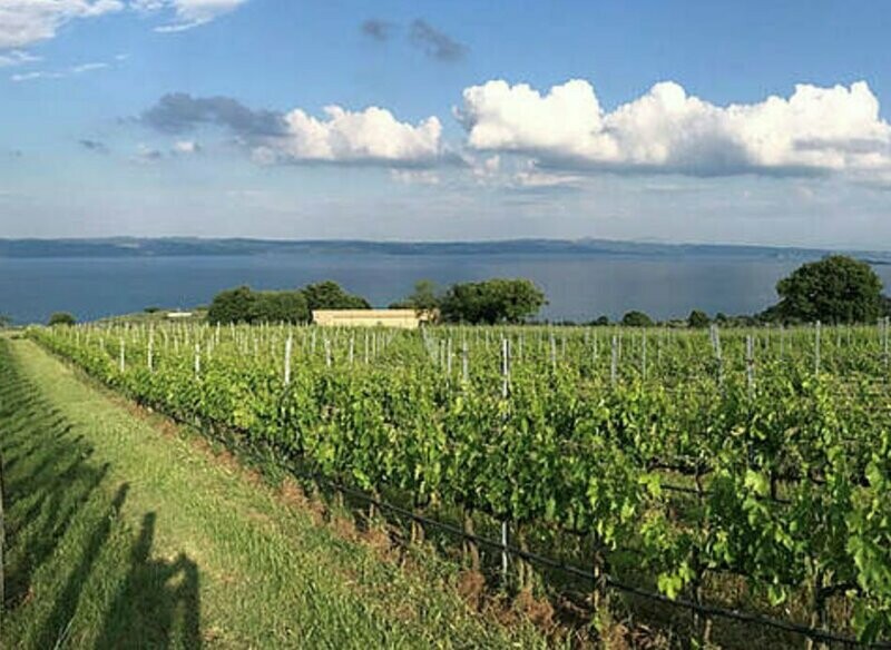 ? Kaiserbox ?- ? In vino veritas ?Cuore ❤️della Toscana ??- Weiße Reben ? Kaiserbox ?- ? In vino veritas ?Cuore ❤️della Toscana ??- Weiße Reben