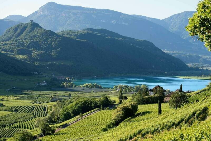 ? Kaiserbox ?- ?In vino veritas ?Kalterer See ????​??​- Herzblut ??? Reben
