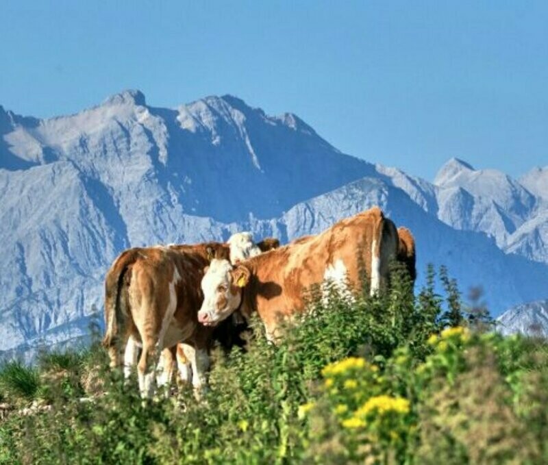 👑 Kaiserbox 👑- Bergfrische 🐮Kuhmilch