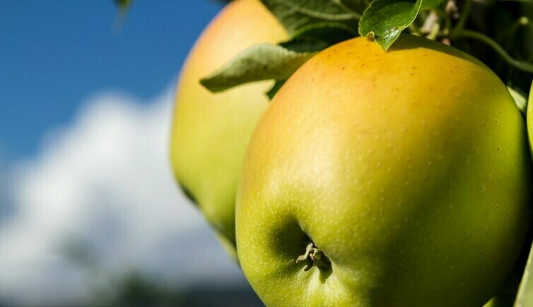 ? Kaiserbox ?- Eva's ⛰️?Bergapfelsaft (Pfandfrei) ? Kaiserbox ?- Eva's ⛰️?Bergapfelsaft (Pfandfrei)