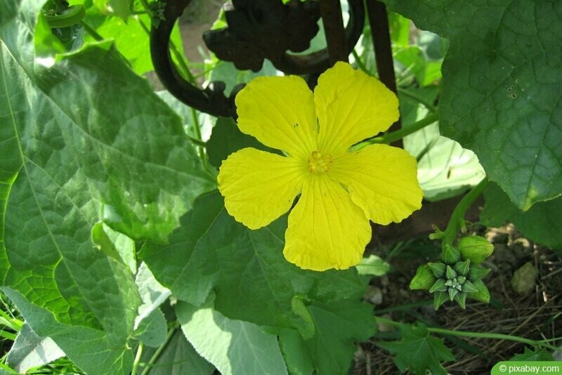 ? Kaiserbox ?- Spongia  ? Luffa