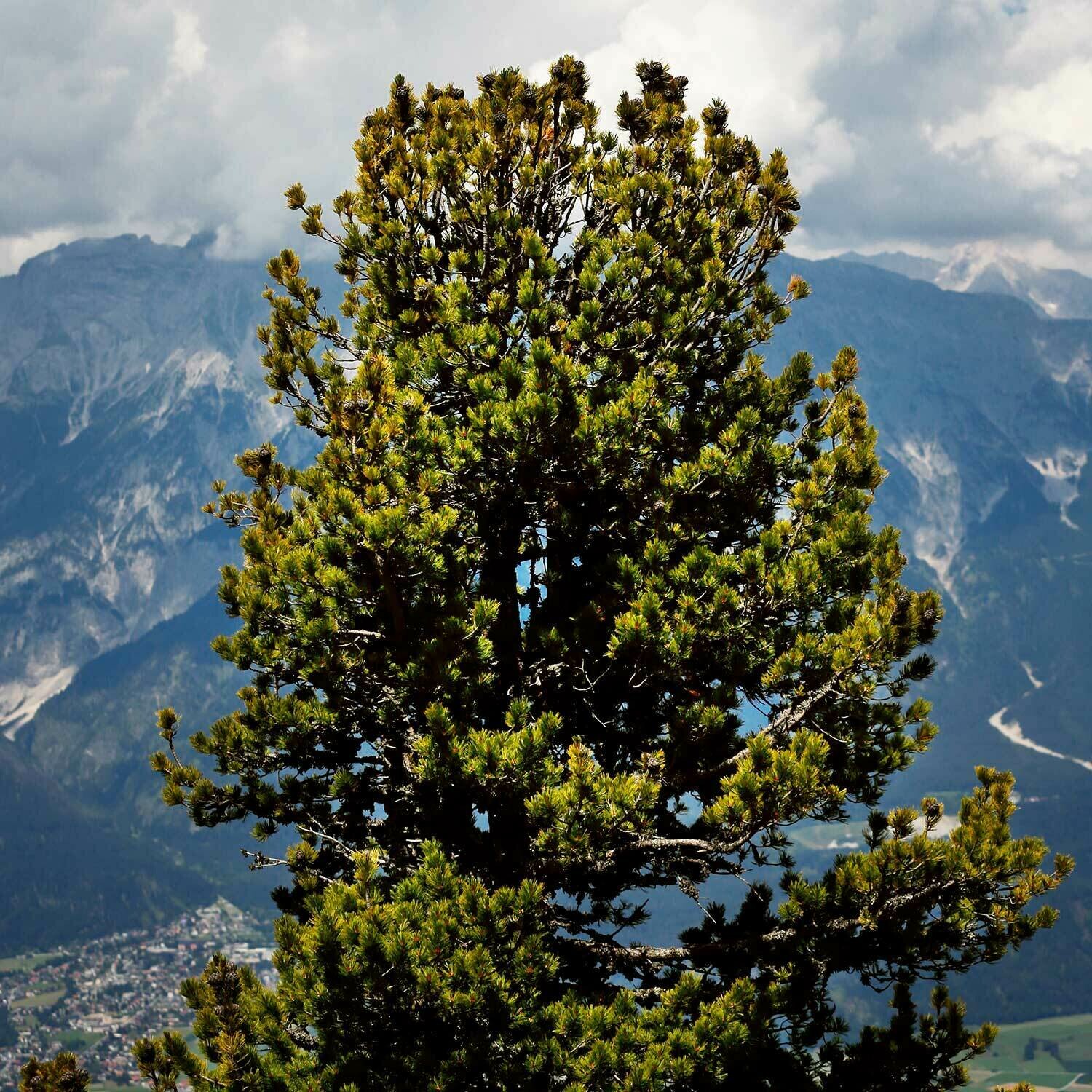 ? Kaiserbox ?- Wunder?Baum