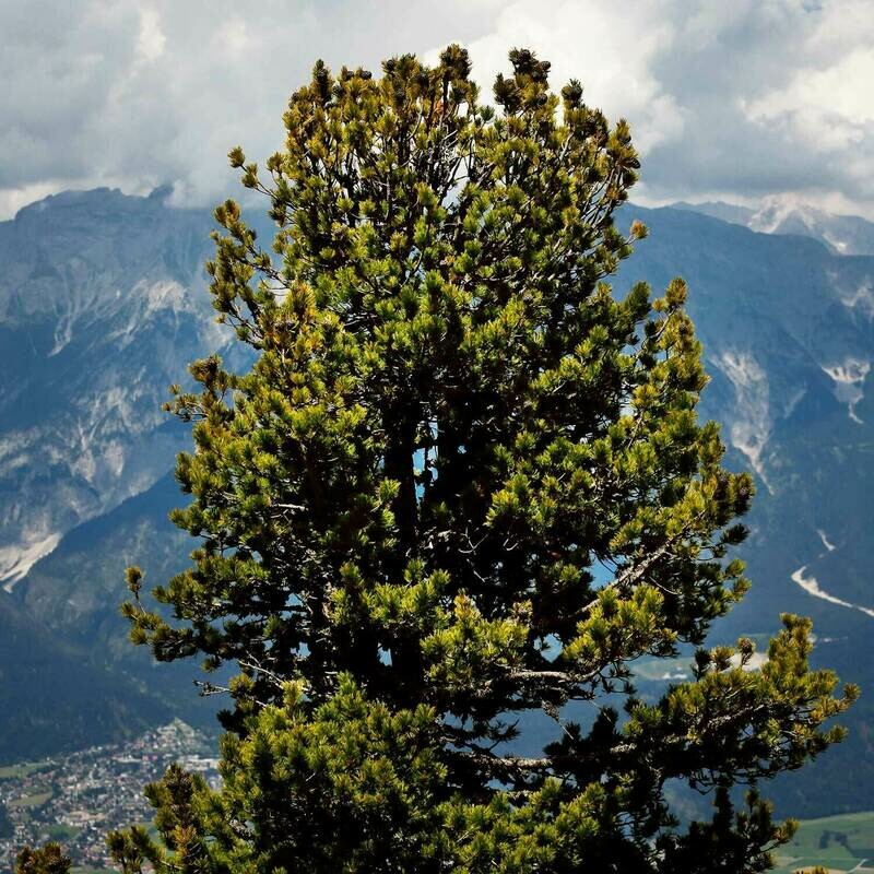 ? Kaiserbox ?- Wunder?Baum
