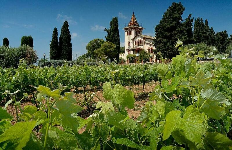 ? Kaiserbox ?- ? In vino veritas ?Corona Real ??(Rote Reben) ? Kaiserbox ?- ? In vino veritas ?Corona Real ??(Rote Reben)