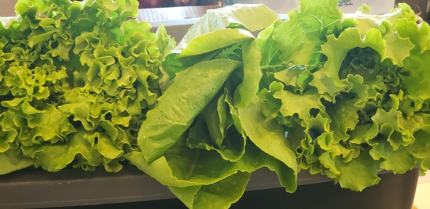 Lettuce