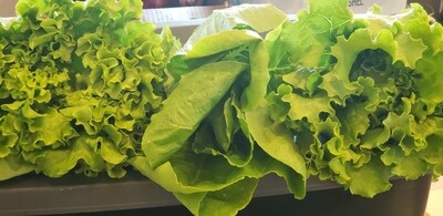 Lettuce