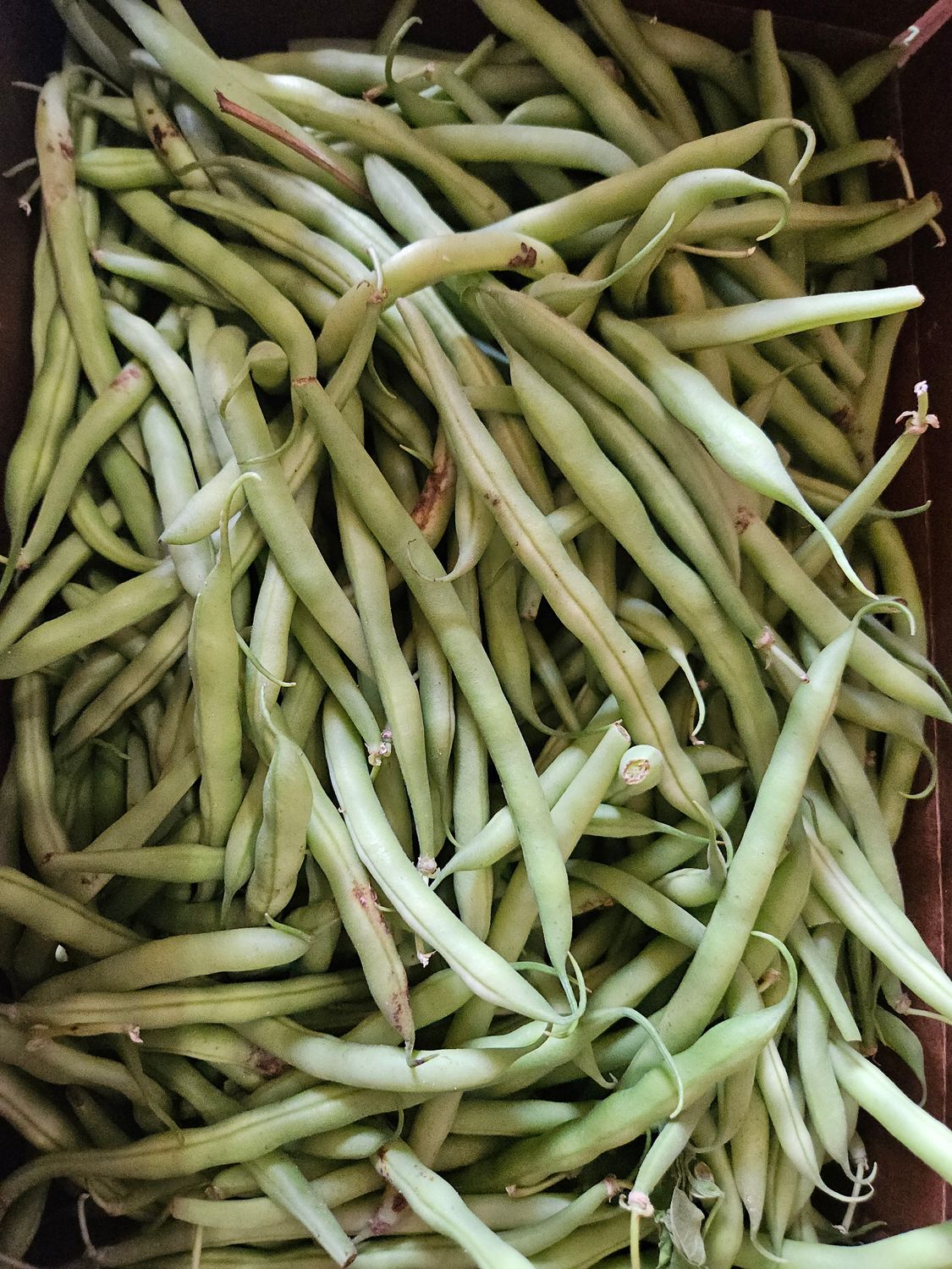 Green Beans 1/2 Bushel
