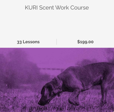 Kuri Scent Work Course For Dogs