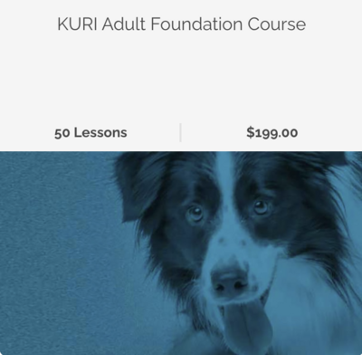 Online Adult Foundation Dog Training Course