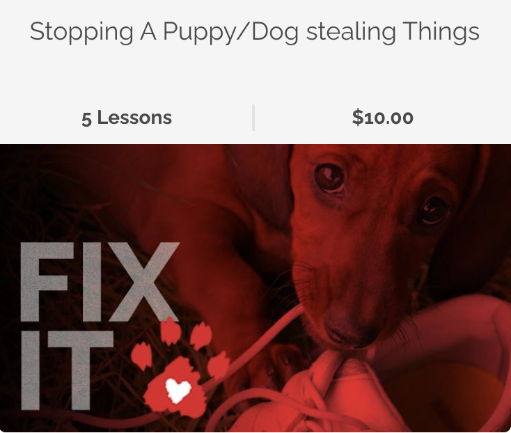 Fix it Video Dogs (How to stop a Puppy/Dog stealing things)