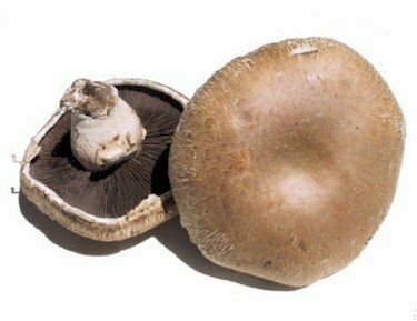 Mushrooms Portabella cap