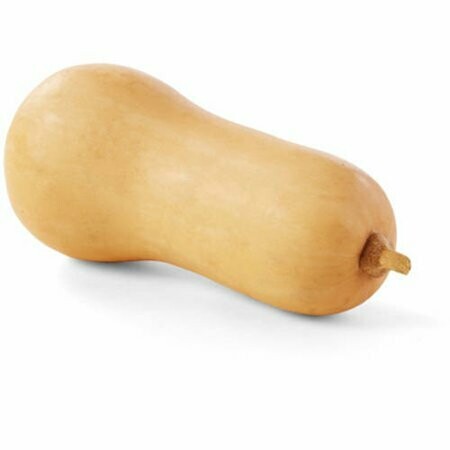 Squash Butternut