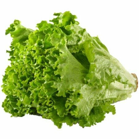 Lettuce Green Leaf Jersey