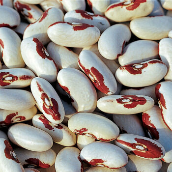 Soldier Beans