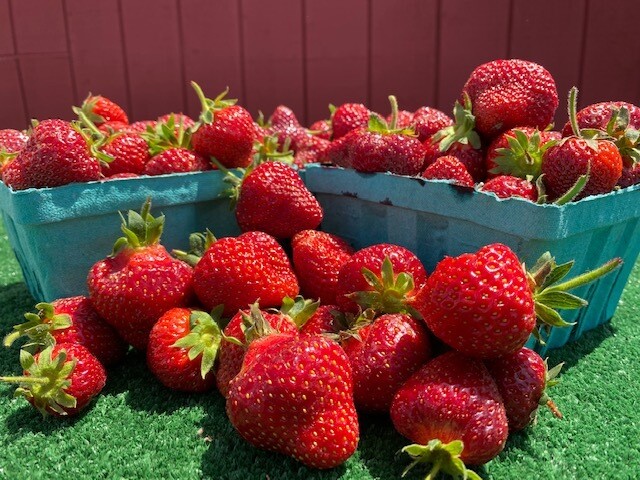 Native Strawberries