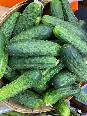 Native White Spine Cucumbers