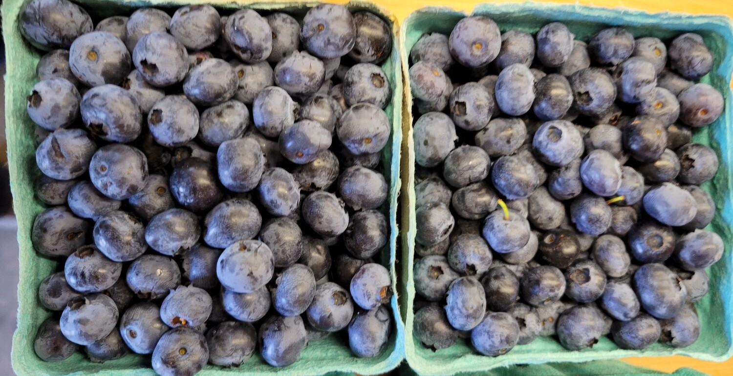 Native Blueberries