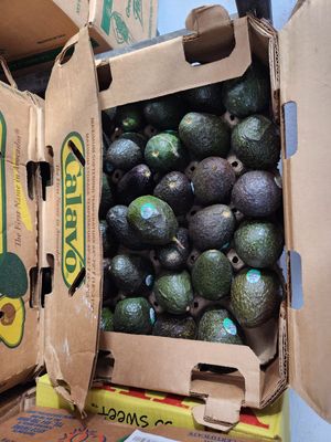 Avocado case