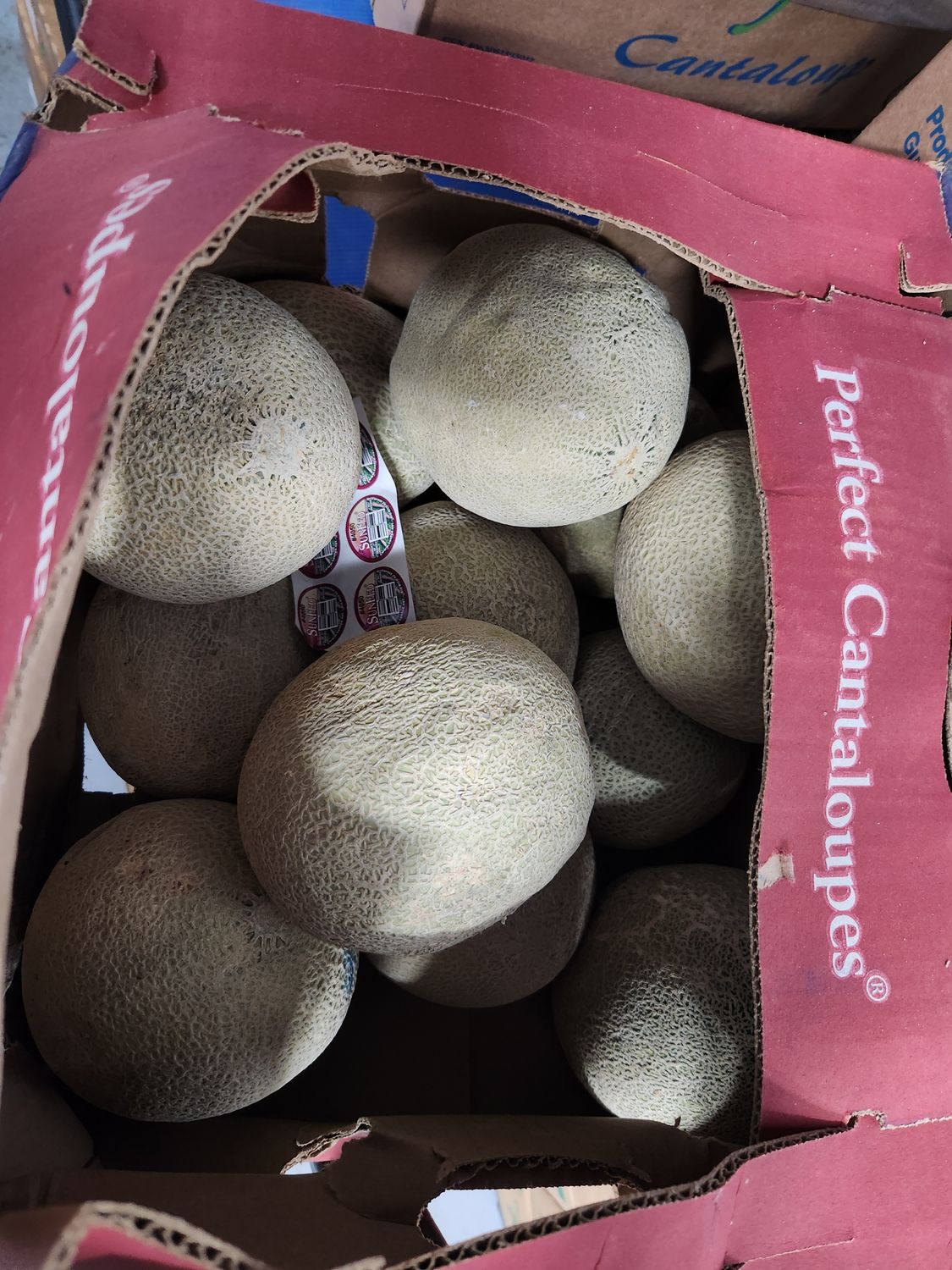 Cantaloupe case