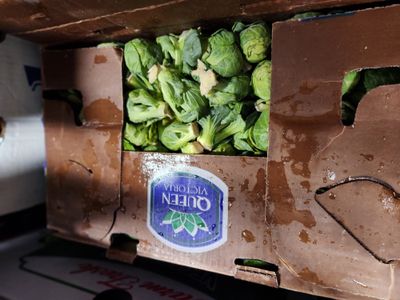 Brussel Sprouts case