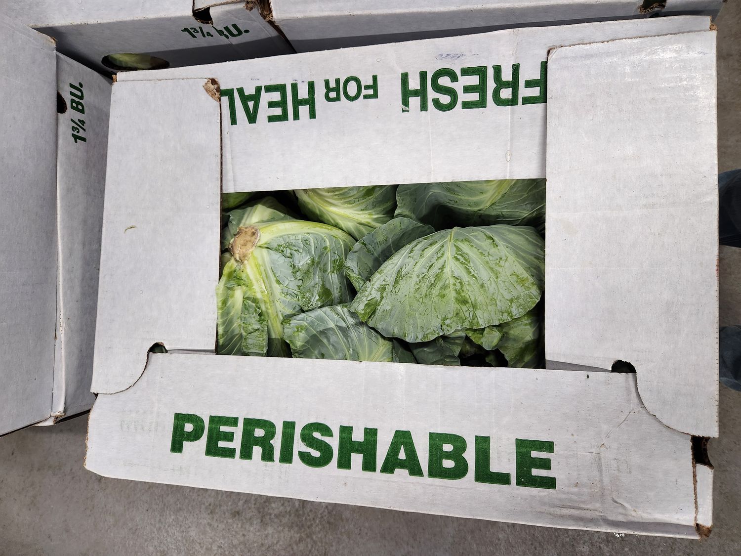 Cabbage Box case