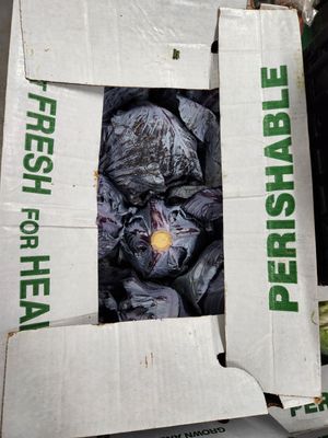 Cabbage Red case