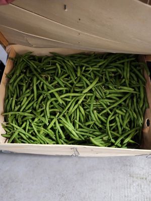 Green Beans case