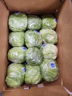 Lettuce Iceberg case