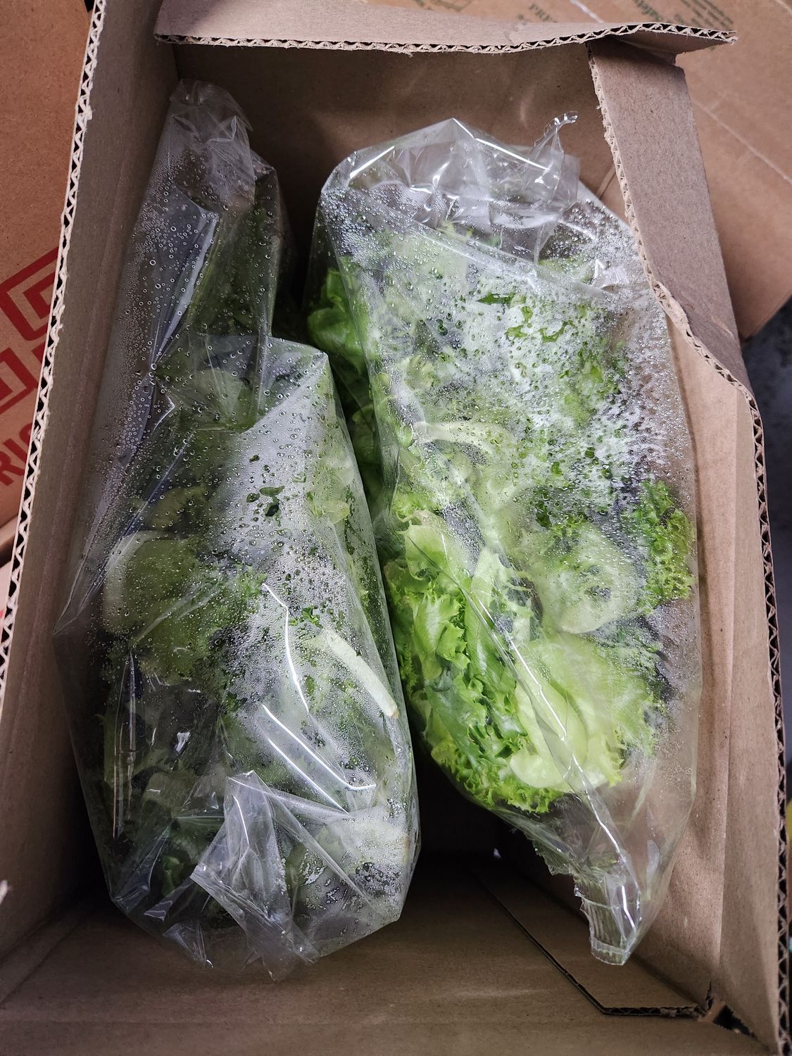 Lettuce Little Leaf Green Leaf case