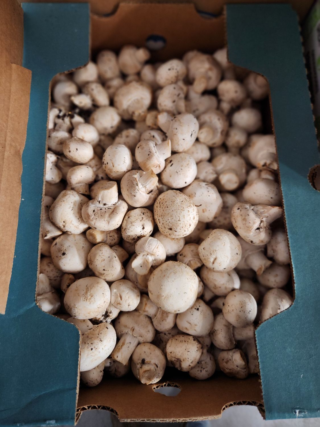 Mushrooms 10# case