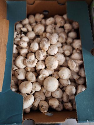 Mushrooms 10# case