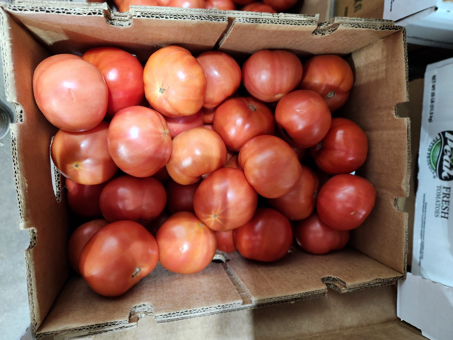 Tomatoes 5x6 case
