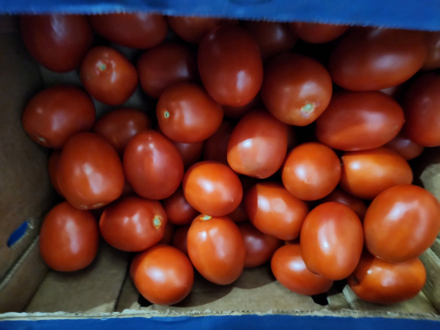 Tomatoes Plum case