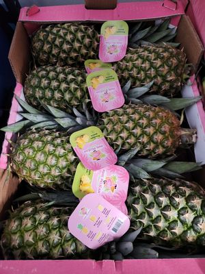Pineapple case