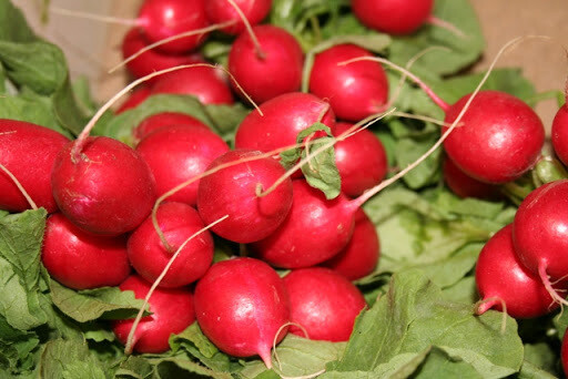 Radish Bunch