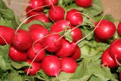 Radish Bunch