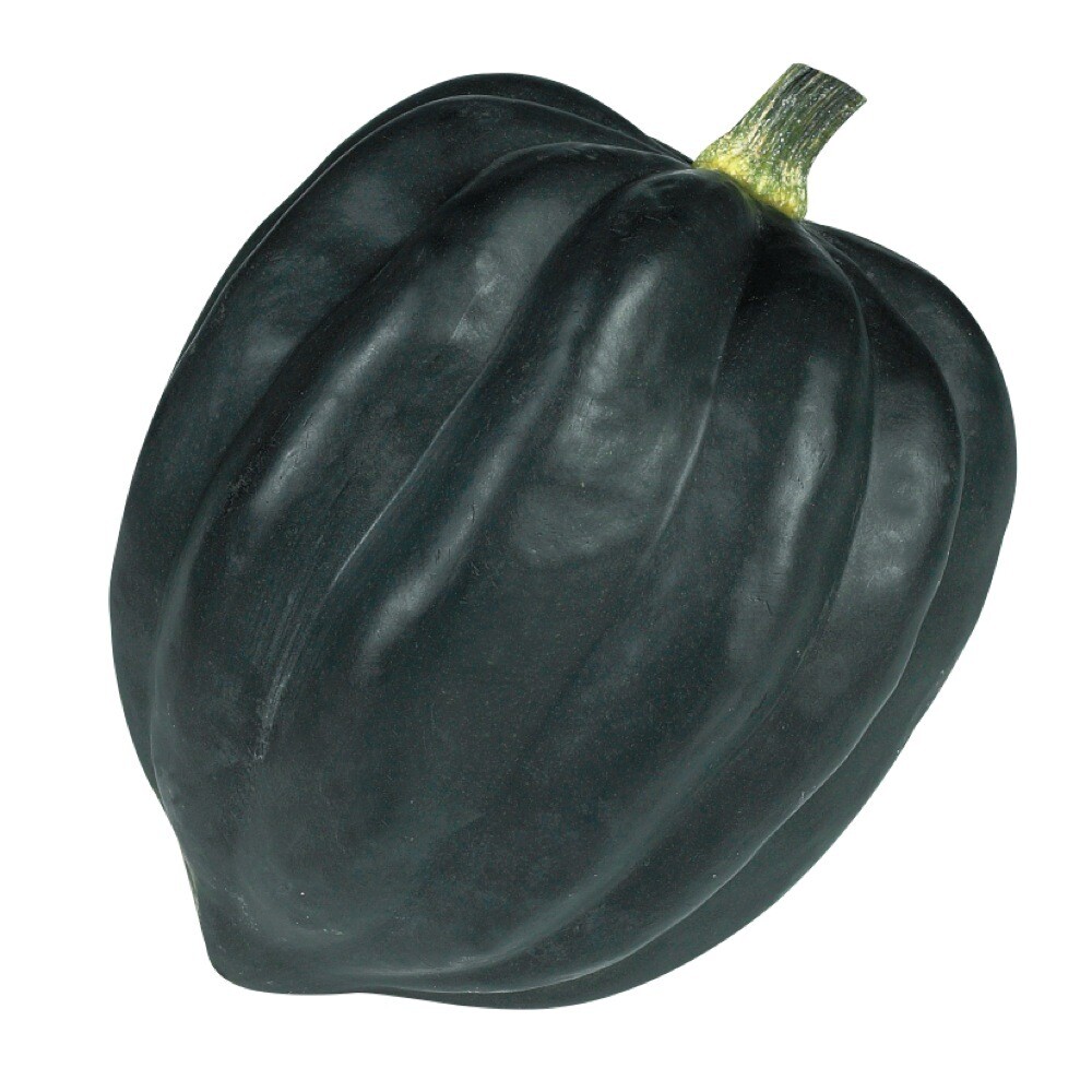 Squash Acorn