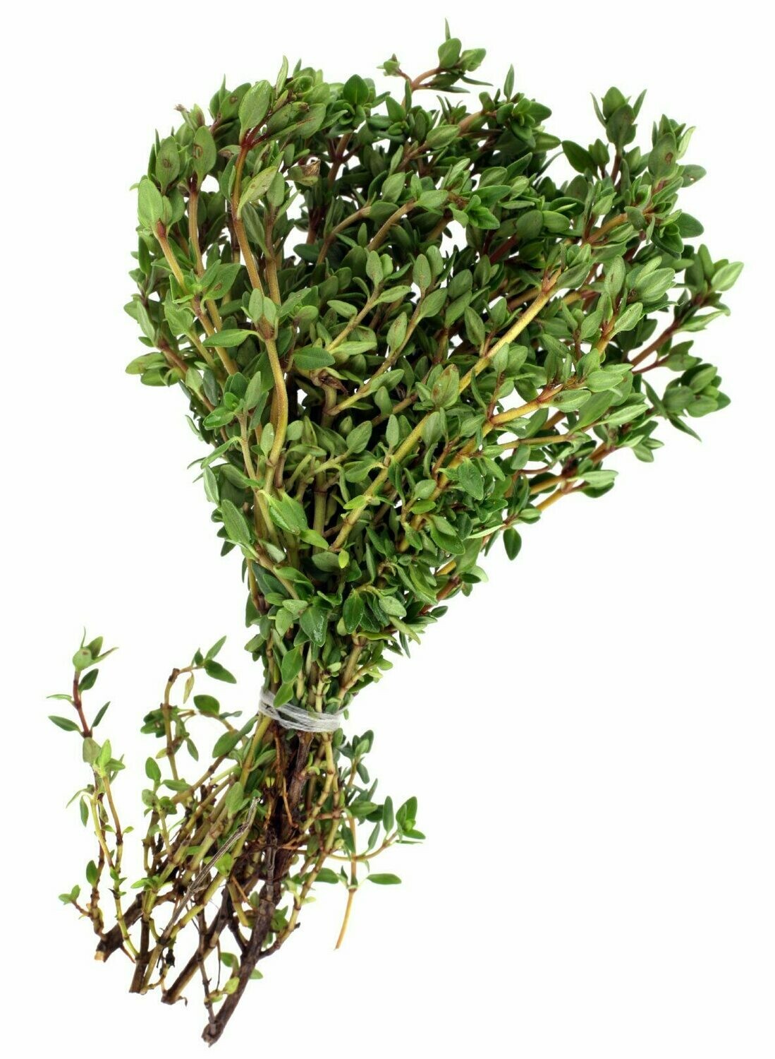 Herb Thyme