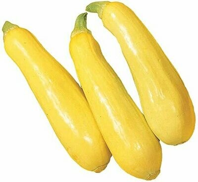 Squash Summer NATIVE