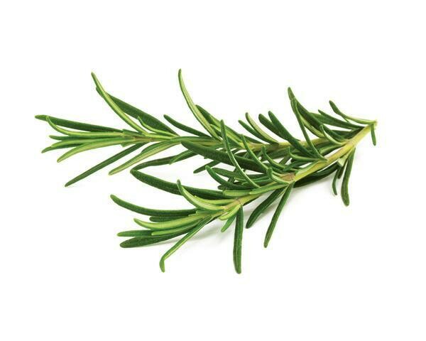 Herb Rosemary